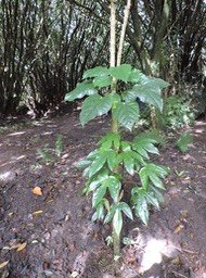 27 Hétérophyllie sur bois blanc 