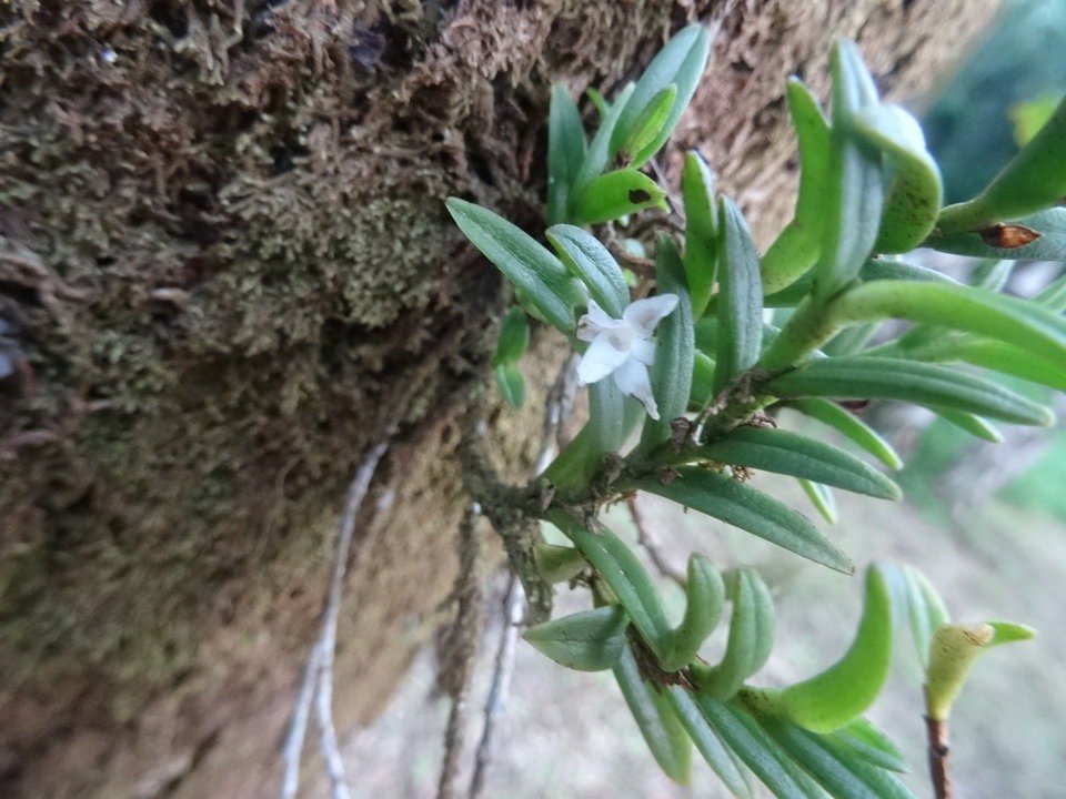 Angraecum pectinatum - EPIDENDROIDEAE - Indigène réunion - DSC01147