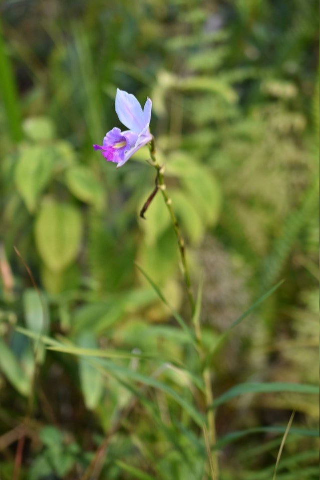 Arundina graminifolia - EPIDENDROIDEAE - EE - MAB_7306