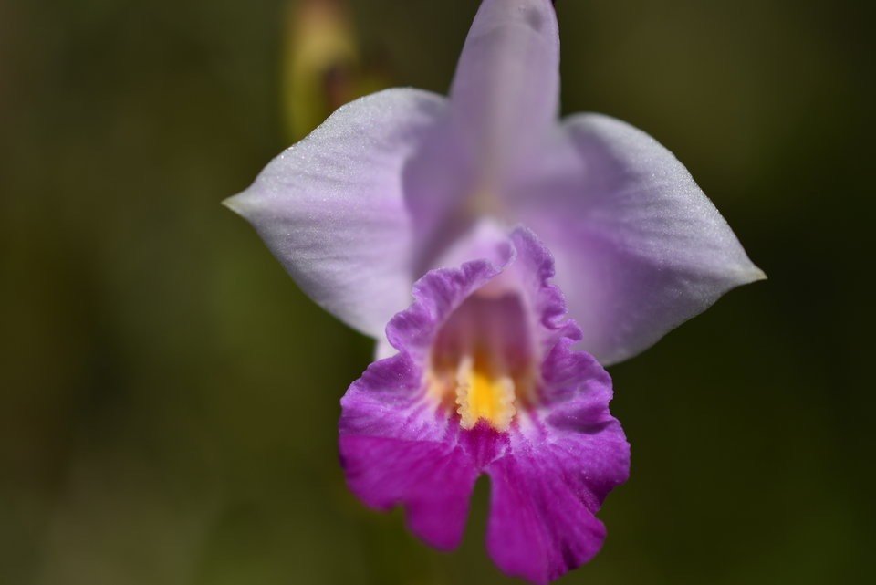Arundina graminifolia - EPIDENDROIDEAE - EE - MAB_7298