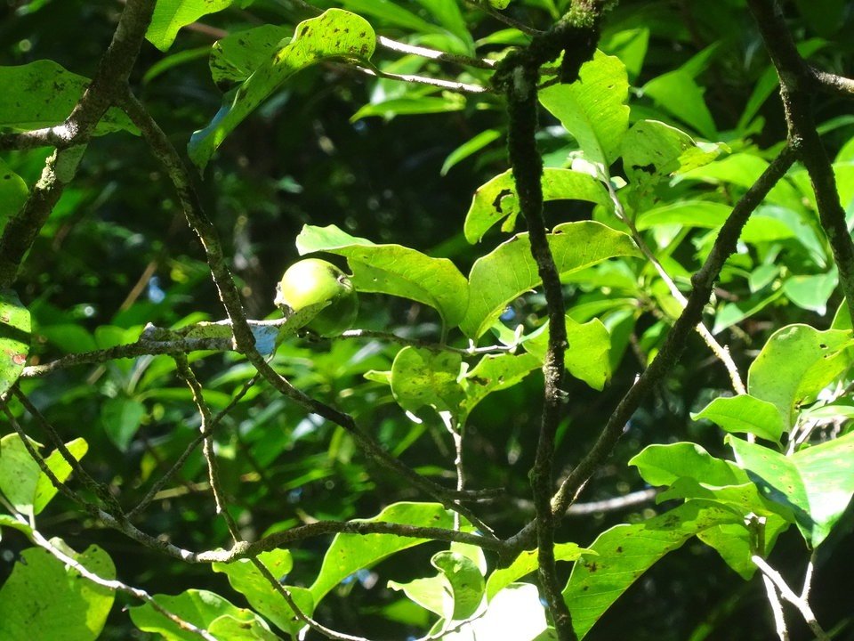 Diospyros borbonica - Bois noir des hauts - EBENACEAE - Endémique réunion - DSC01045