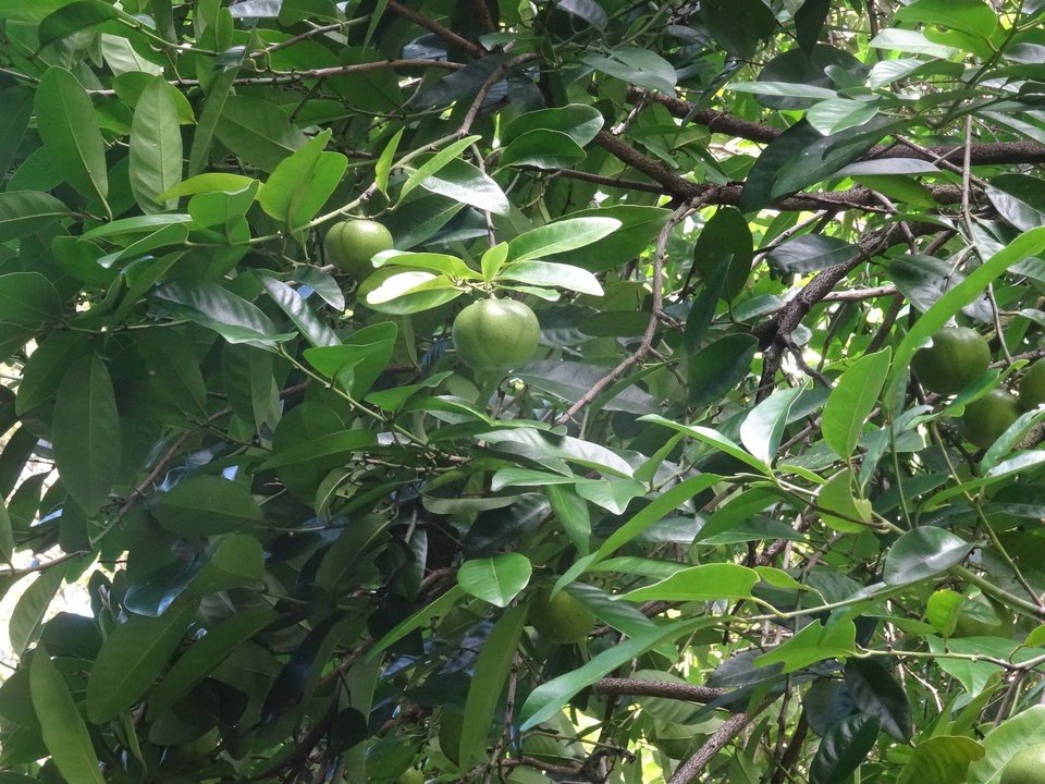 Diospyros nigra - Sapote - EBENACEAE - EE - DSC01047