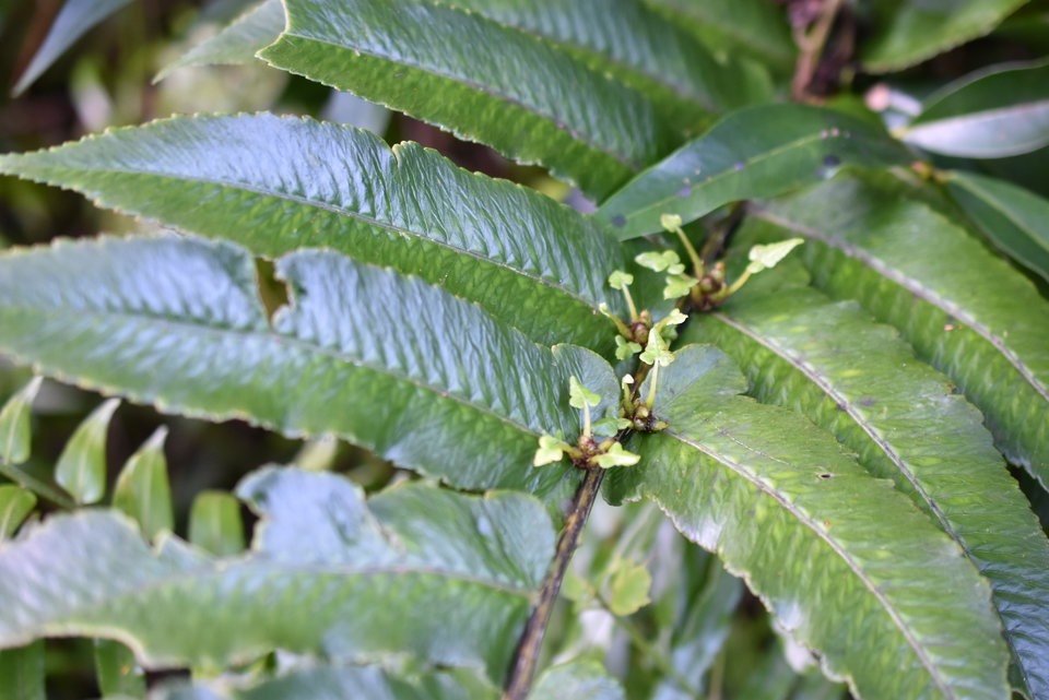 Diplazium proliferum - Brède-fanjan ⁄ Foujongue - DRYOPTERIDACEAE - Indigène Réunion - MAB_7327