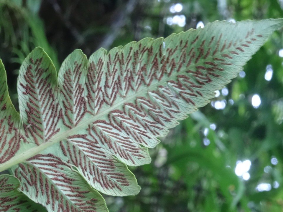 Diplazium proliferum - Brède-fanjan ⁄ Foujongue - DRYOPTERIDACEAE - Indigène Réunion - DSC01137