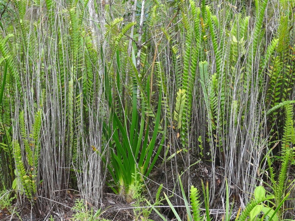 Nephrolepis abrupta - NEPHROLEPIDACEAE - Indigène réunion et Machaerina iridifolia - Paille sabre - CYPERACEAE - Endémique Réunion, Maurice -  DSC01075