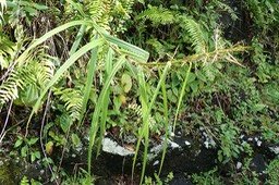 Scleria sieberi