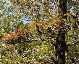 Benjoin - Terrminalia bentzoë - Combrétacée - BM