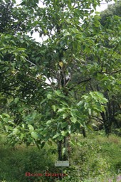 Bois blanc - Hernandia mascarenensis-BM