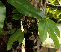 Bois blanc- Feuilles juvéniles
