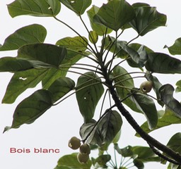 Bois blanc-3