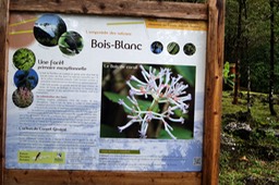 Bois Blanc-Info
