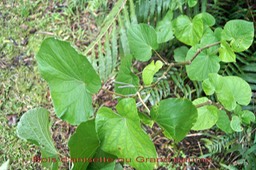 Bois d'anisette- Piper umbellatum- Pipéracée