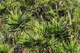 Bois de chandelle - Dracaena reflexa- I