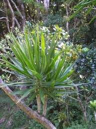 Bois de chandelle- Dracaena reflexa- Asparagacée ou Dracaenacée-I