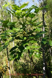 Bois de papaye- jeune pied