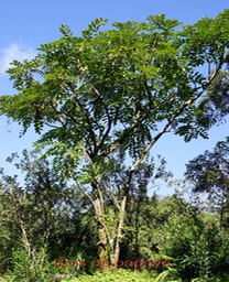 Bois de papaye- Polyscias repanda
