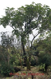 Bois de papaye- Polyscias repanda- Araliacée - B