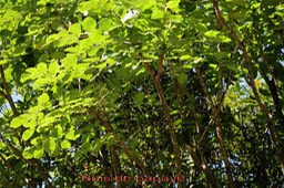 Bois de papaye