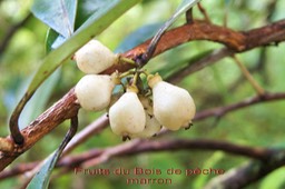 Bois de pêche marron- Les fruits
