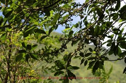 Bois de pêche marron- Psiloxylon mauritiana