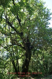 Bois de pêche marron