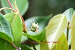 Bois de perroquet- Fruit