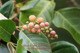 Bois de perroquet- Inflorescence