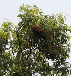Bois de rempart- Agarista salicifolia- Ericacée - I