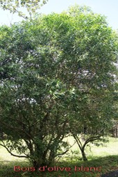 Bois d'olive blanc- Olea lancea- Oléacée - I