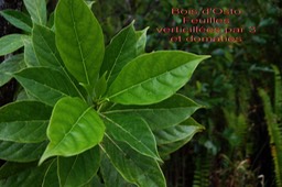 Bois d'Osto- Antirhea borbonica- Rubiacée - B
