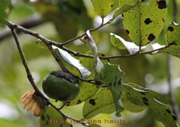Bois noir des hauts- Diospyros borbonica - Ebénacée - B