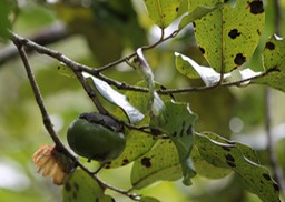 Bois noir des hauts-Fruit