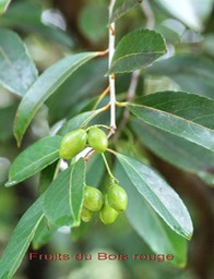 Bois rouge- les fruits