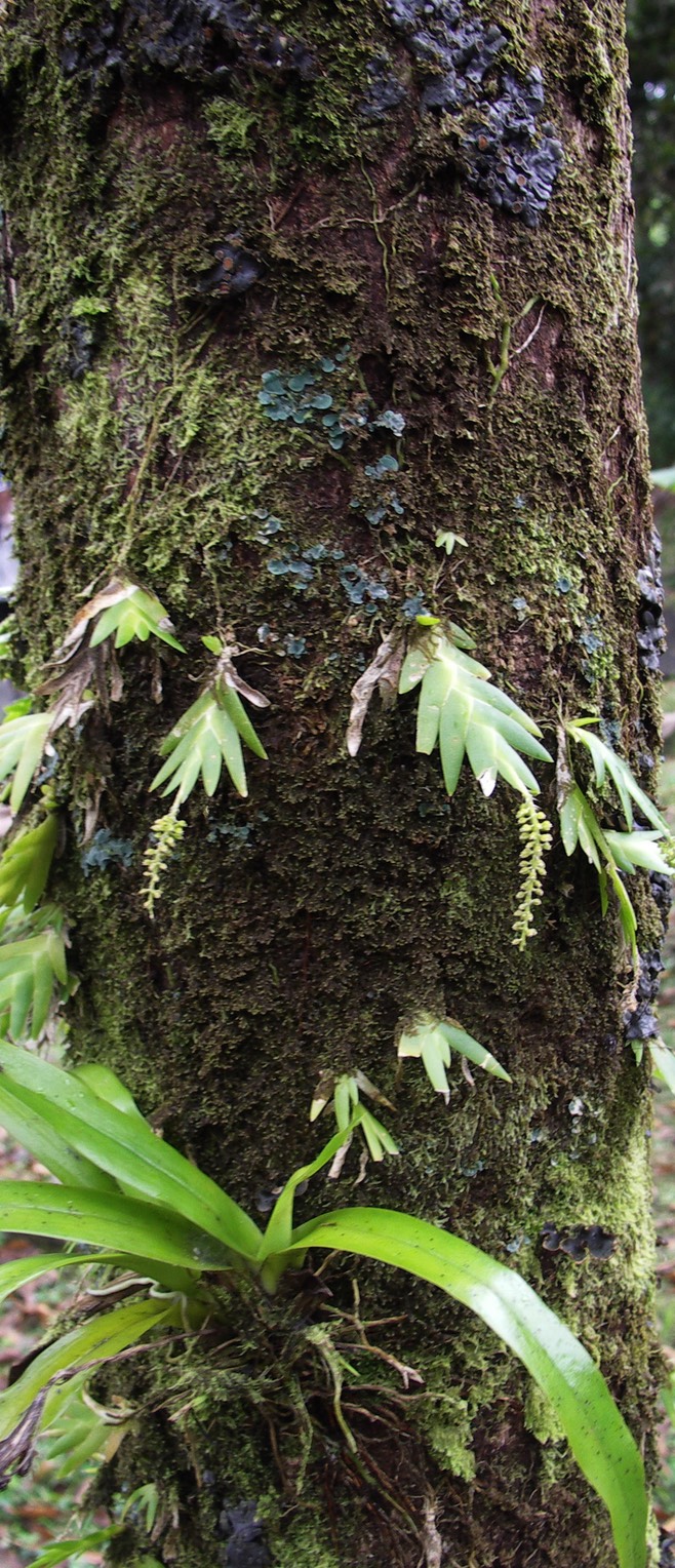 Colonisation d'un tronc