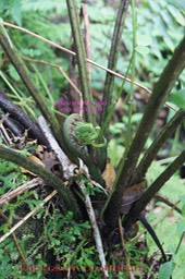 Diplazium proliferum - Dryopteridacée-I