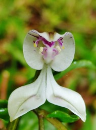 Disperis oppositifolia (2)