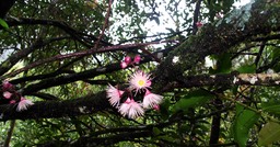 Fleurs du Bois de pomme rouge