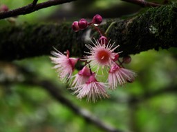 Fleurs du Bois de pomme rouge-2