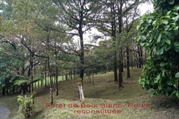 Forêt de Bois Blanc