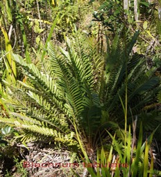 Fougère- Blechnum tabulare- Blechnacée- I