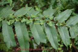 Fougère- Diplazium proliferum - I