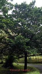 Grand Natte- Mimusop balata- Sapotacée - I