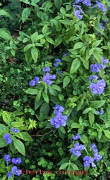 Herbe cirage- Otacanthus azurea-Scophulariacée-exo