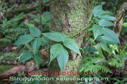 Liane cadoque noir - Fabacée- I