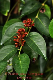 Lingue poivre- Piper borbonnense- Pipéracée - I