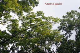 Mahogani- Swietenia americana - Acajou d'Amérique- Méliacée - Exo