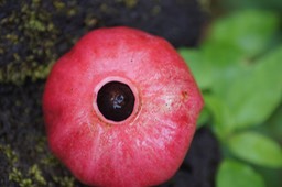 ML- Fruit du bois blanc