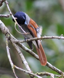 Oiseau la vierge faisant sa toilette