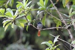 Oiseau la vierge sur Bois d'Osto