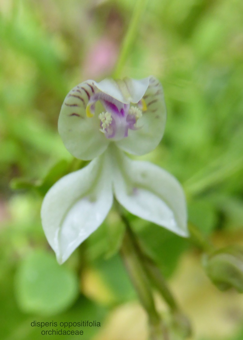 P1370314 - Version 2